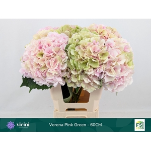 Hydrangea  'Verena'  CL