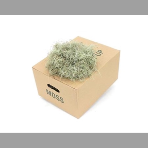Mos Tillandsia Fijn