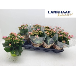 KALANCHOE SISI P13