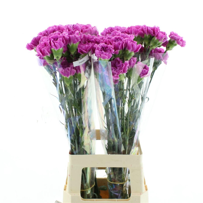 <h4>Di St Col Farida</h4>