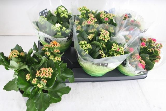 <h4>KAL GE GEM 4 KL</h4>