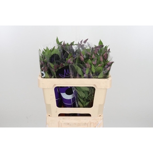 Clem Di Bl Pirouette