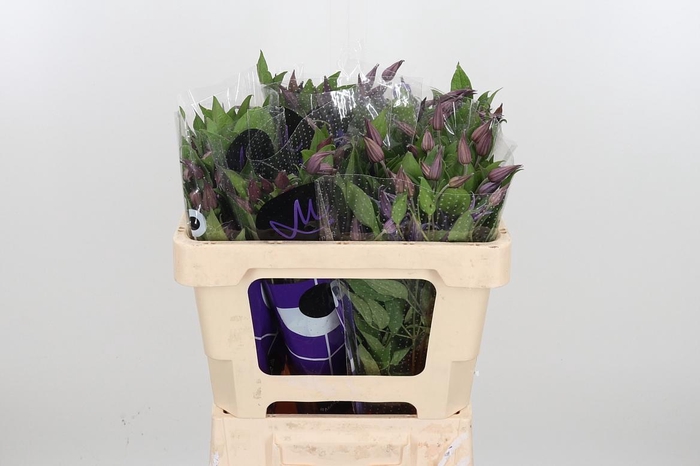 <h4>Clem Di Bl Pirouette</h4>