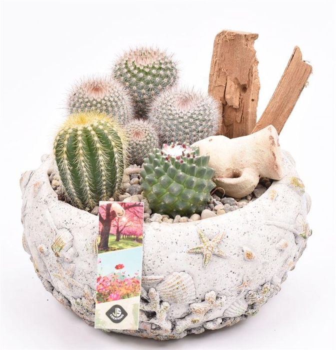 <h4>Cement schaal schelpendecor 18cm</h4>