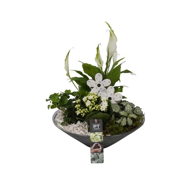 <h4>PTIG6811 Arrangement Indoor in glas schaal</h4>