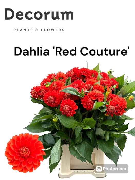 Dahlia Red Couture 566
