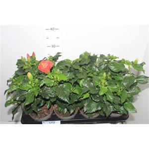 ** Hibis Sunny Gem 3 Branche * Spring Deal *