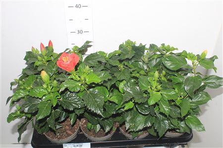 <h4>** Hibis Sunny Gem 3 Branche * Spring Deal *</h4>