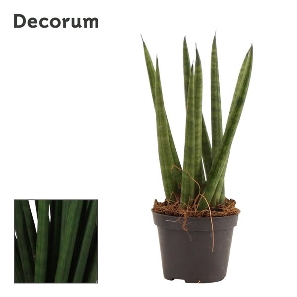 <h4>Sansevieria Cylindrica 6 cm Spaghetti (Decorum)</h4>