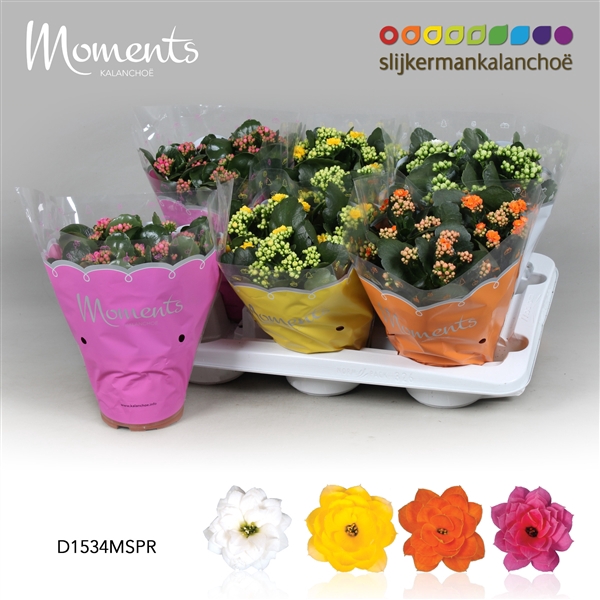 <h4>Kalanchoe Moments - Spring Moments</h4>