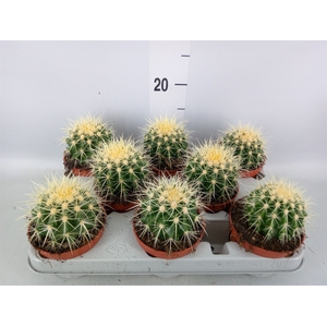 Echinocactus grusonii