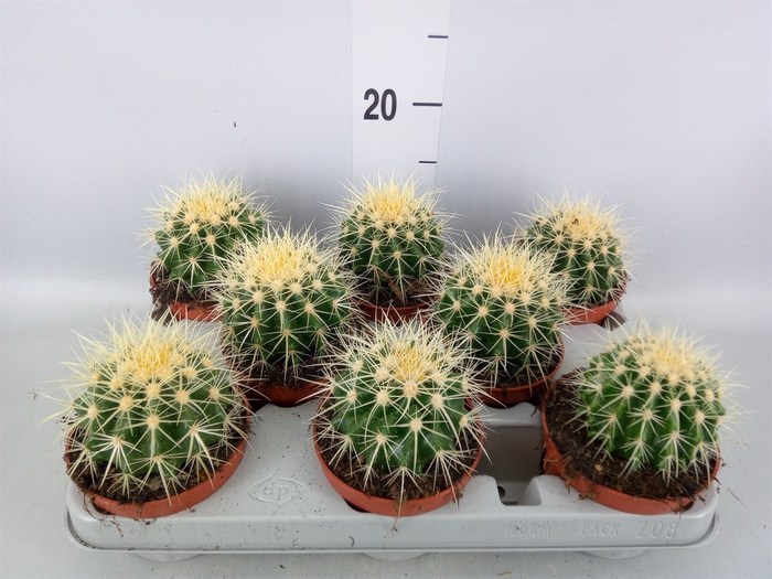 <h4>Echinocactus grusonii</h4>