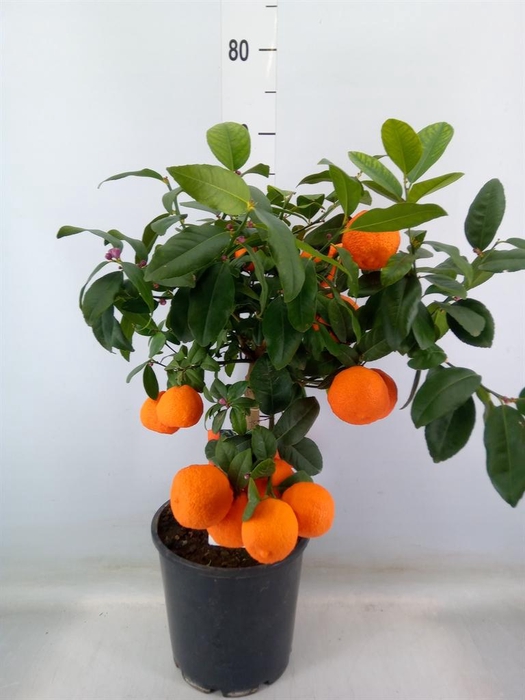 <h4>Citrus   ...</h4>