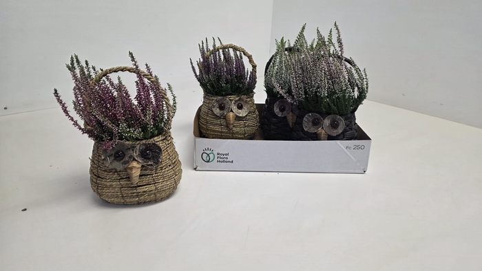 <h4>ARR TUINPLANTEN</h4>