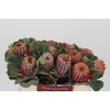 Banksia Coccinea