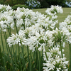 Agapanthus overig