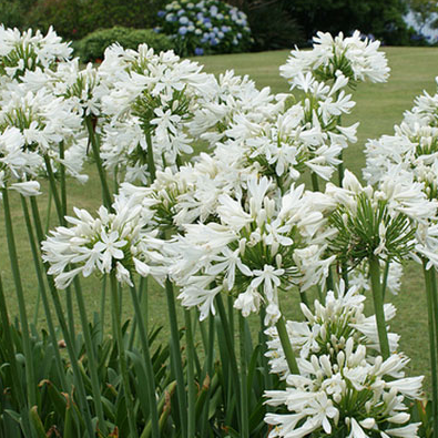 Agapanthus overig