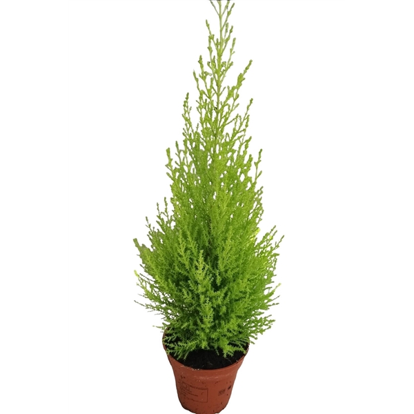 <h4>Cupressus macrocarpa 'Goldcrest Wilma'</h4>