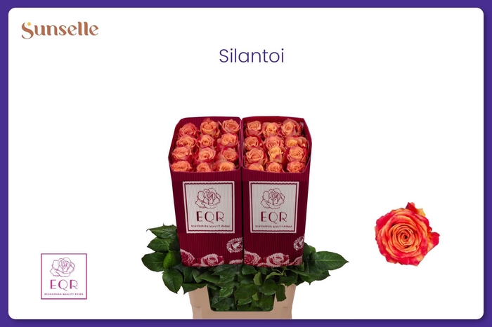 <h4>R GR SILANTOI@</h4>
