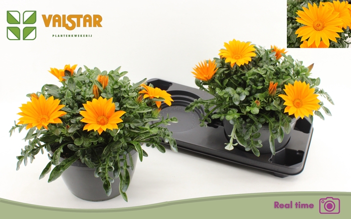 <h4>GAZ R DEEP ORANGE</h4>