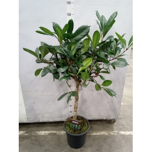 Ficus cyathistipula