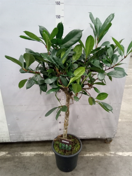 <h4>Ficus cyathistipula</h4>