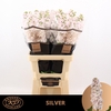 MATTH STOX SILVER