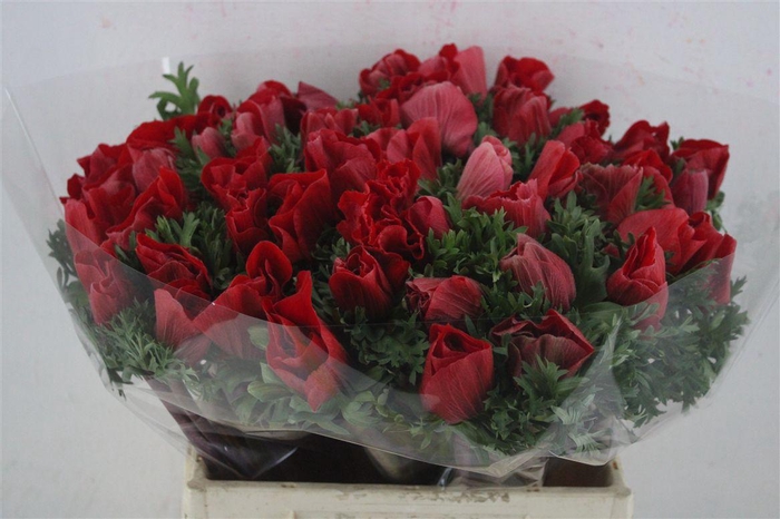 <h4>Anem Mistral Super Red</h4>