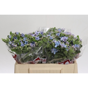 Oxypetalum Tweedia Blue