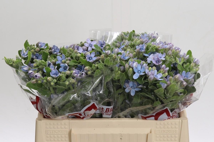 Oxypetalum Tweedia Blue