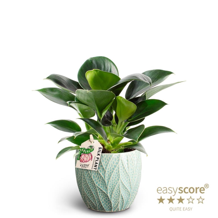 <h4>PHILODENDRON ERUBESCENS P10 LEAF OCEAN</h4>