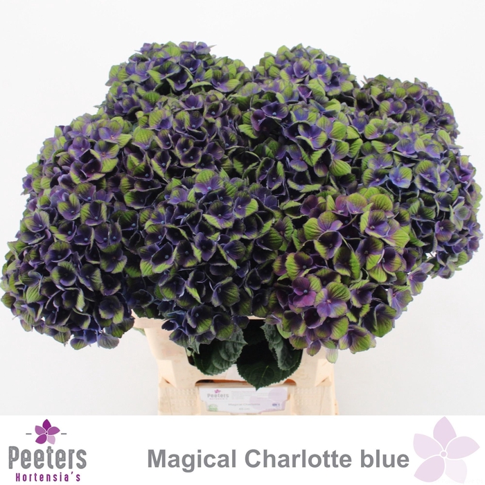 <h4>HYDR M MAG CHARL BL</h4>