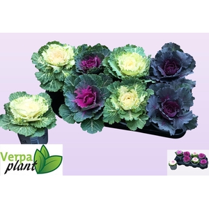 BRASSICA (SIERKOOL)