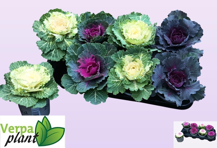 <h4>BRASSICA (SIERKOOL)</h4>