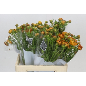 Ranunculus Moderna Vivaldi