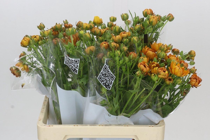 <h4>Ranunculus Moderna Vivaldi</h4>