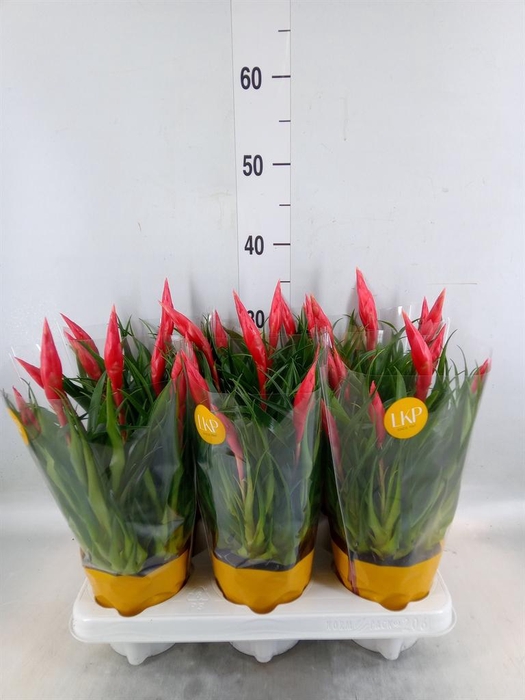 <h4>Vriesea 'Astrid'</h4>