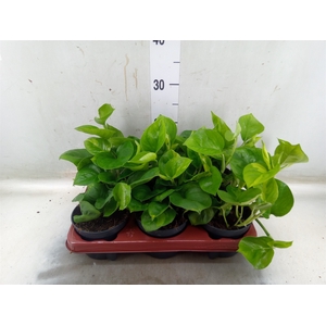 Epipremnum pinn. 'Global Green'