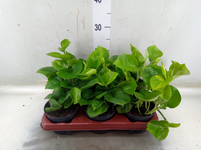 <h4>Epipremnum pinn. 'Global Green'</h4>
