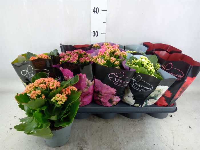 <h4>Kalanchoe blos.   ..rosebud rs fl 5</h4>