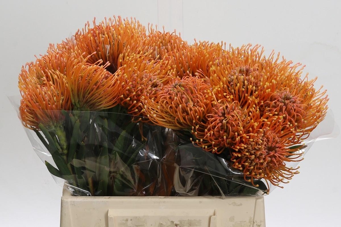 <h4>Nutans Ayoba Peach</h4>