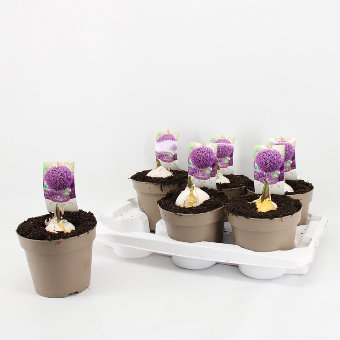 <h4>ALLI GLOBEMASTER</h4>