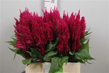 <h4>Cel P Cent Purp Rose</h4>