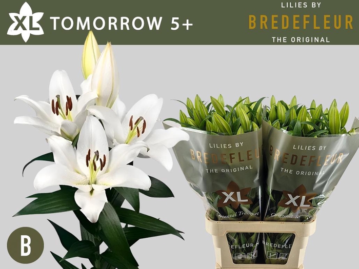 <h4>LI OT TOMORROW 5+</h4>