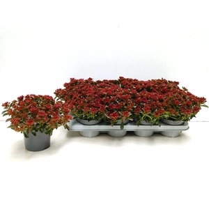 SEDUM SPU SPOT D ROS