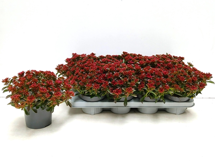 <h4>SEDUM SPU SPOT D ROS</h4>