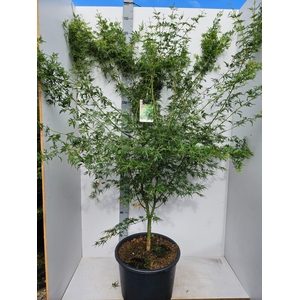 Acer palmatum Seiryu