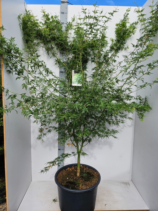 <h4>Acer palmatum Seiryu</h4>
