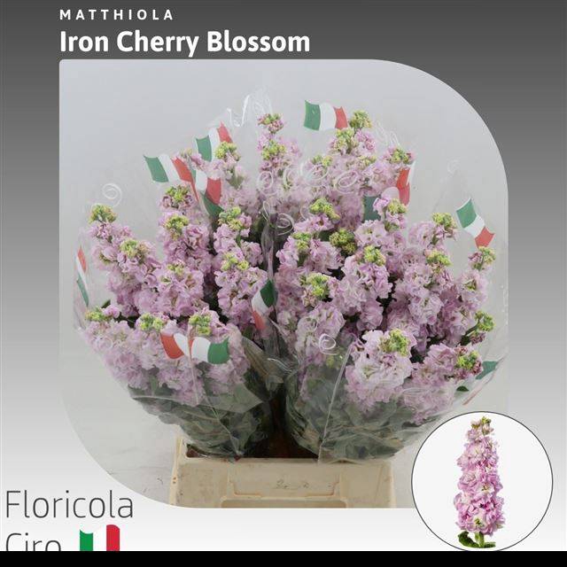 <h4>MATTH IRON CHERRY BL</h4>