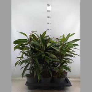 Ficus binn. 'Amstel King'